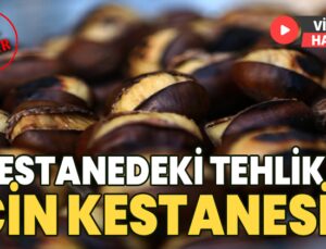 Kestanedeki Tehlike; Çin Kestanesi!