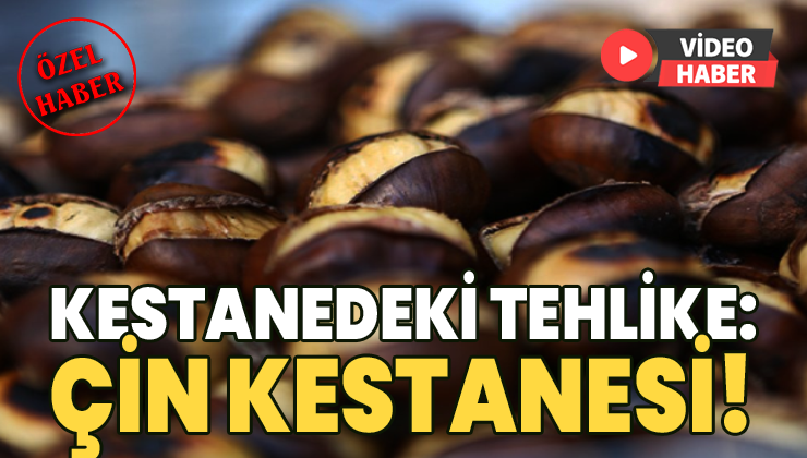 Kestanedeki Tehlike; Çin Kestanesi!