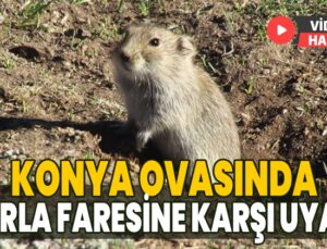 Konya Ovasında Tarla Faresine Karşı Uzmanlardan Uyarı