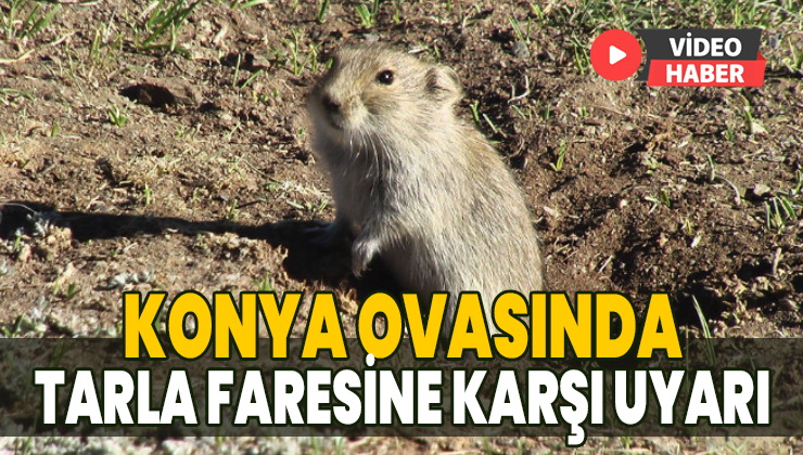 Konya Ovasında Tarla Faresine Karşı Uzmanlardan Uyarı