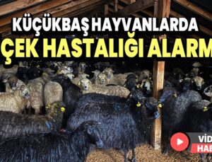 Küçükbaş Hayvanlarda Çiçek Hastalığı Alarmı!