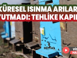 Küresel Isınma Arıları Uyutmuyor: Tehlike Kapıda