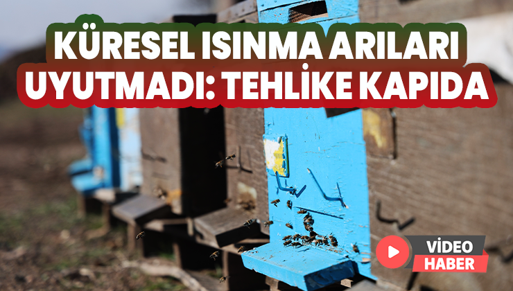 Küresel Isınma Arıları Uyutmuyor: Tehlike Kapıda