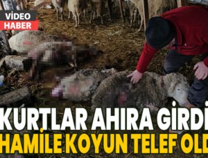 Kurtlar Ahıra Girdi: 25 Hamile Koyun Telef Oldu