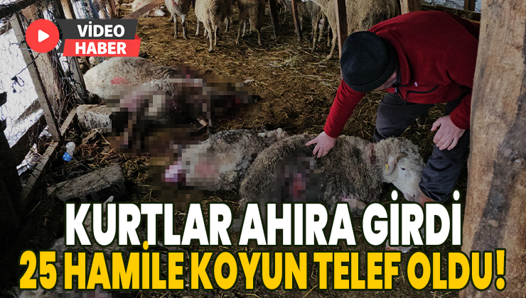 Kurtlar Ahıra Girdi: 25 Hamile Koyun Telef Oldu