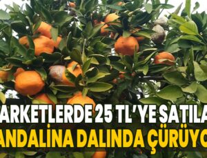 Marketlerde 25 Tl’ye Satılan Mandalina Dalında Çürüyor!