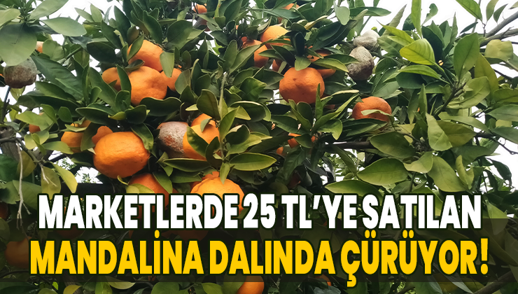 Marketlerde 25 Tl’ye Satılan Mandalina Dalında Çürüyor!