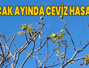 Ocak Ayında Ceviz Hasadı