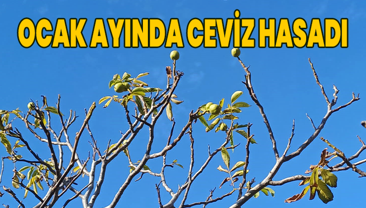 Ocak Ayında Ceviz Hasadı