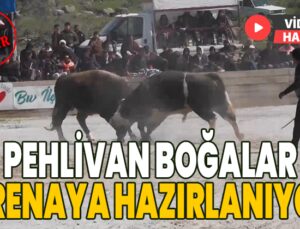 Pehlivan Boğalar Arenaya Hazırlanıyor