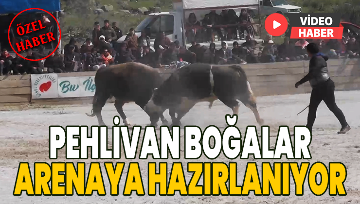 Pehlivan Boğalar Arenaya Hazırlanıyor