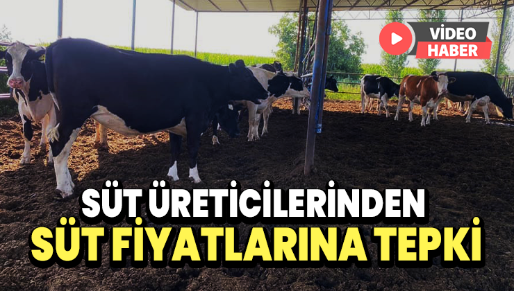 Süt Üreticilerinden Süt Fiyatlarına Tepki