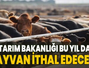 Tarım Bakanlığı Bu Yıl Da Hayvan Ithal Edecek!