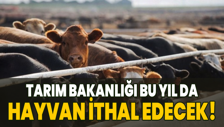 Tarım Bakanlığı Bu Yıl Da Hayvan Ithal Edecek!