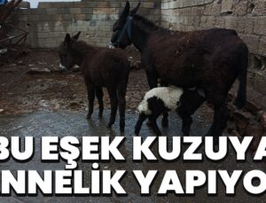 Bu Eşek Kuzuya Annelik Yapıyor