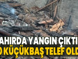 Yangın Çıktı: 180 Küçükbaş Telef Oldu