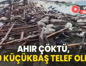 Yoğun Kar Yağışı Sebebiyle Ahır Çöktü: 40 Küçükbaş Telef Oldu