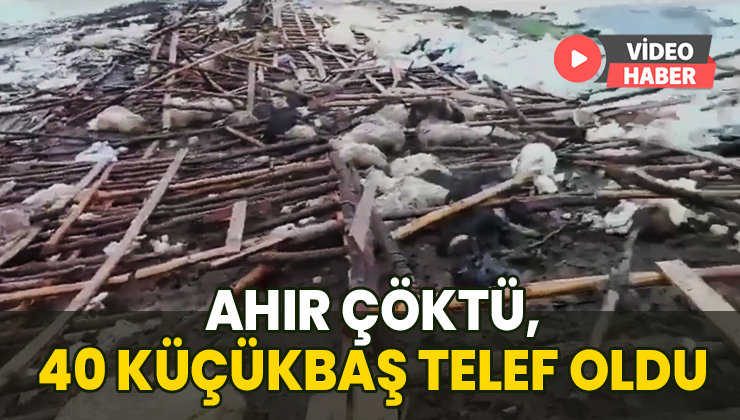 Yoğun Kar Yağışı Sebebiyle Ahır Çöktü: 40 Küçükbaş Telef Oldu