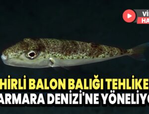 Zehirli Balon Balığı Tehlikesi: Marmara Denizi’Ne Yöneliyor