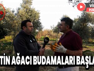 Zeytin Ağacı Budamaları Başladı