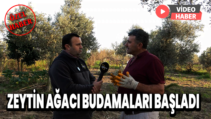 Zeytin Ağacı Budamaları Başladı