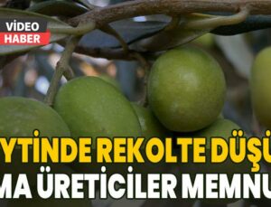 Zeytin Hasadı Sona Erdi: Rekolte Düşük Ama Üreticiler Memnun