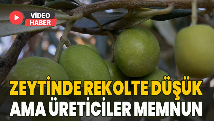 Zeytin Hasadı Sona Erdi: Rekolte Düşük Ama Üreticiler Memnun