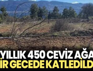 10 Yıllık 450 Ceviz Ağacı Bir Gecede Katledildi