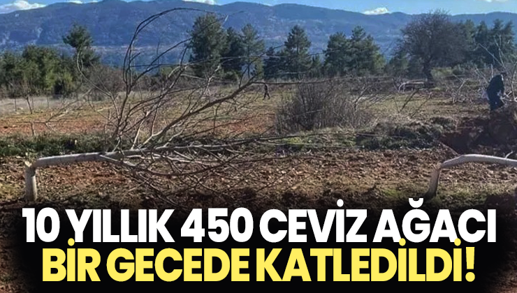 10 Yıllık 450 Ceviz Ağacı Bir Gecede Katledildi