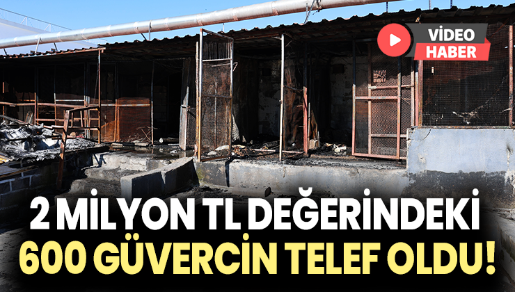 2 Milyon Tl Değerindeki 600 Güvercin Alevler Içinde Telef Oldu