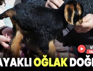 3 Ayaklı Oğlak Doğdu