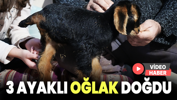 3 Ayaklı Oğlak Doğdu