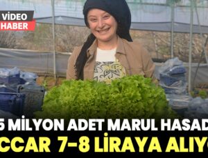 45 Milyon Adet Marul Hasadı Yapılıyor: Tüccar  7-8 Liraya Alıyor