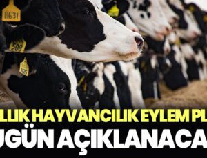 5 yıllık hayvancılık eylem planı bugün açıklanacak!