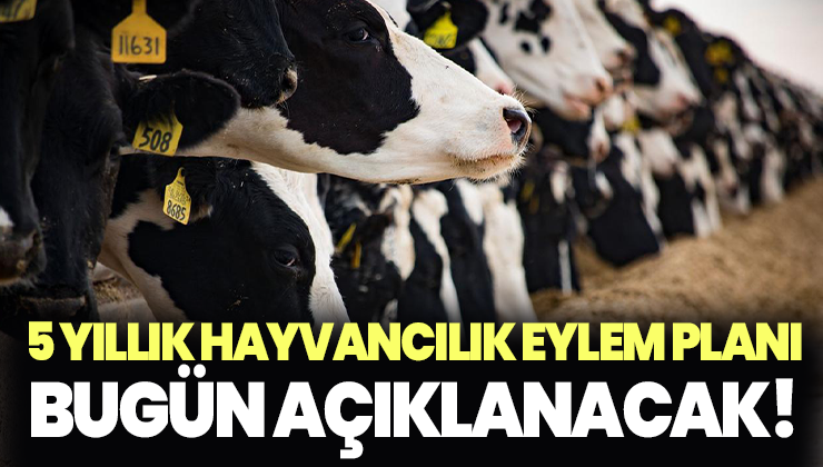 5 Yıllık Hayvancılık Eylem Planı Bugün Açıklanacak!