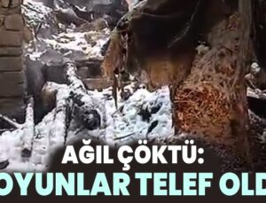 Ağıl Çöktü: 20 Koyun Telef Oldu