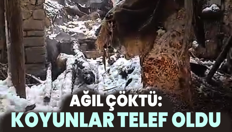 Ağıl Çöktü: 20 Koyun Telef Oldu