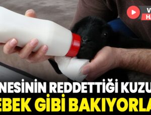 Annesinin Reddettiği Kuzuya Bebek Gibi Bakıyorlar