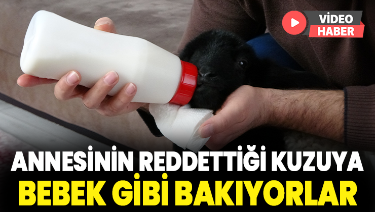 Annesinin Reddettiği Kuzuya Bebek Gibi Bakıyorlar