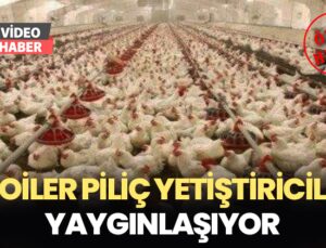 Aydın’Da Broiler Piliç Yetiştiriciliği Yaygınlaşıyor