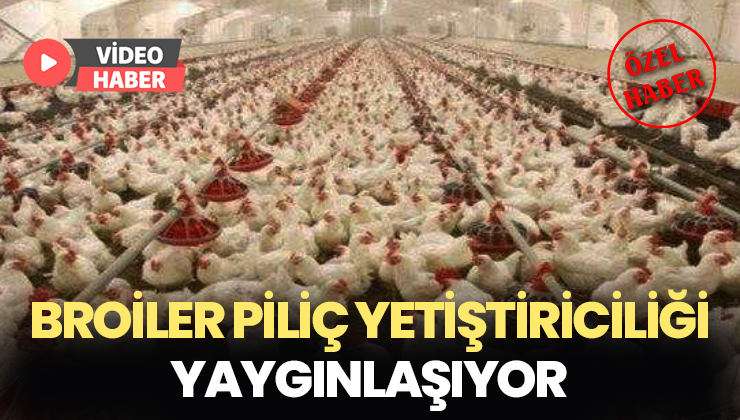 Aydın’Da Broiler Piliç Yetiştiriciliği Yaygınlaşıyor