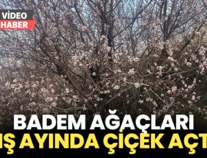 Badem Ağaçları Kış Ayında Çiçek Açtı!