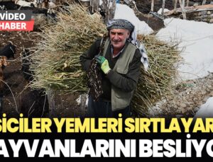 Besiciler Yemleri Sırtlayarak Hayvanlarını Besliyor