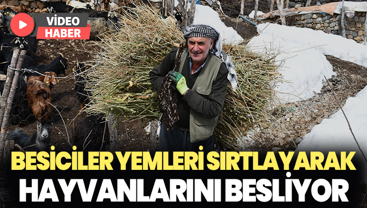 Besiciler Yemleri Sırtlayarak Hayvanlarını Besliyor