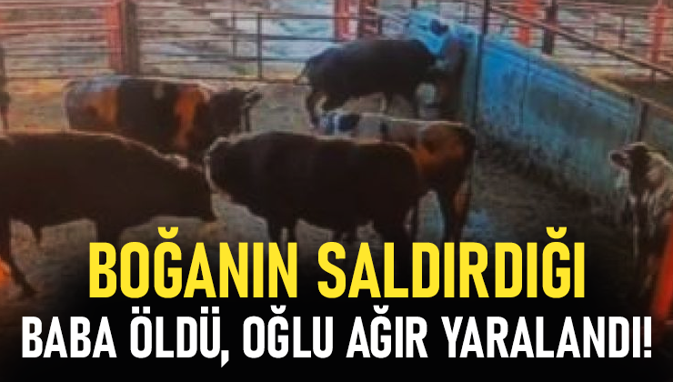 Boğanın Saldırdığı Baba Öldü, Oğlu Ağır Yaralandı