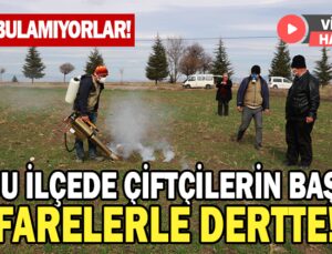 Bu Ilçede Çiftçilerin Başı Farelerle Dertte!