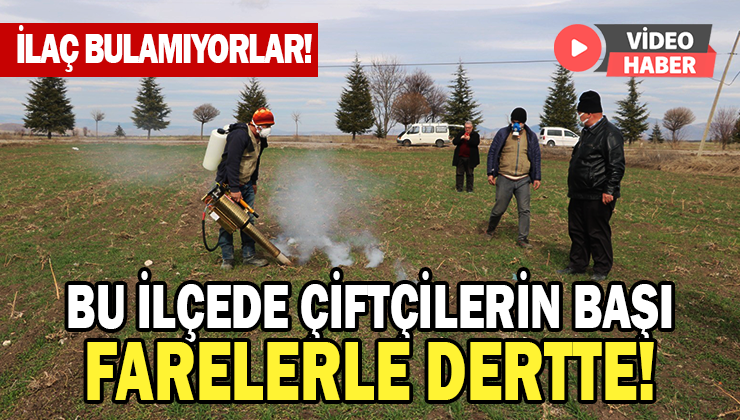 Bu Ilçede Çiftçilerin Başı Farelerle Dertte!