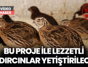 Bu Proje Ile Lezzetli Bıldırcınlar Yetiştirilecek