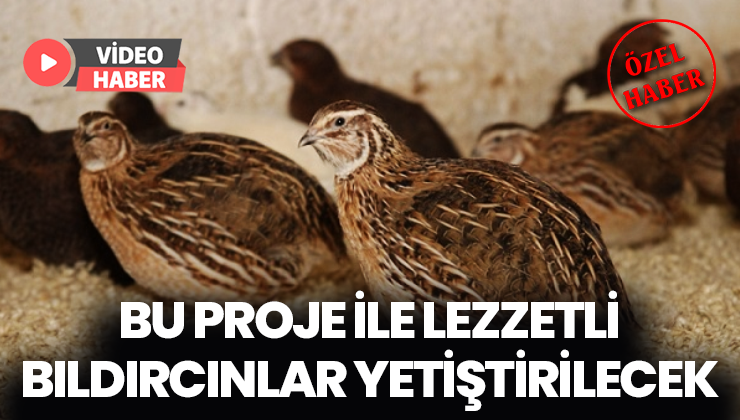 Bu Proje Ile Lezzetli Bıldırcınlar Yetiştirilecek