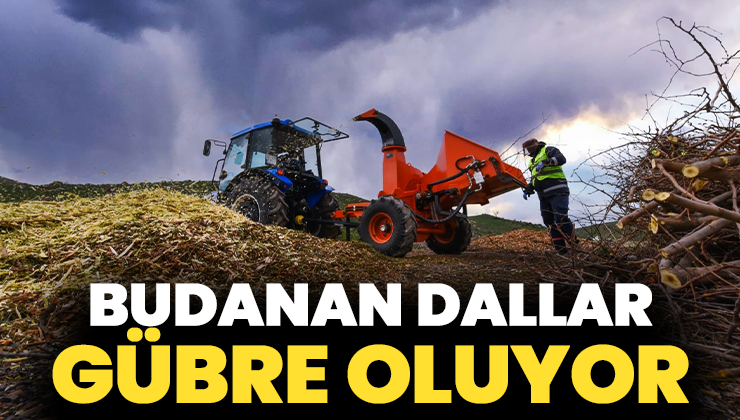 Budanan Dallar Gübre Oluyor